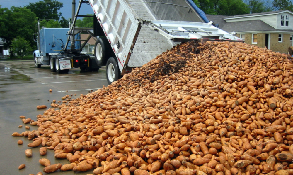 Sweet potatoes unloaded from a truck